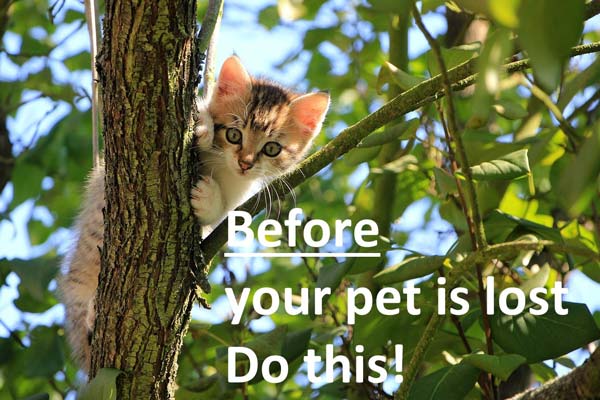 beforeyourpetislost
