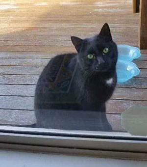 blog2 cat
