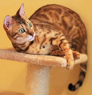 tabby cat