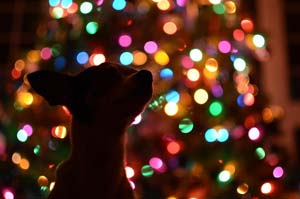 xmasdog